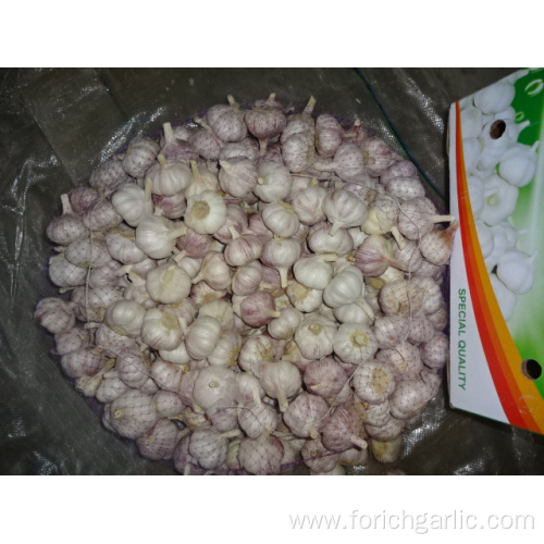 Buy 2019 Fresh Normal Garlic